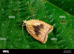 Attēlu rezultāti vaicājumam “Acleris forsskaleana”