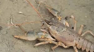 Attēlu rezultāti vaicājumam “Astacus leptodactylus”