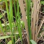 Attēlu rezultāti vaicājumam “Carex acutiformis leaf”