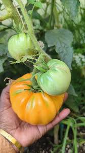 Afbeeldingsresultaat voor blushing yellow tomato