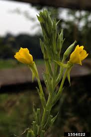 Image result for Oenothera biennis