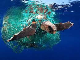 Image result for Caretta caretta