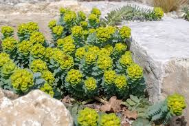 Image result for Wolfsmilch