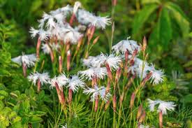 Attēlu rezultāti vaicājumam “Dianthus arenarius”