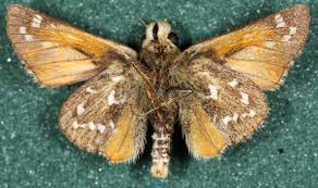 Attēlu rezultāti vaicājumam “Hesperia comma underside”