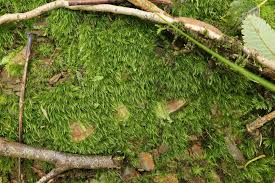 Attēlu rezultāti vaicājumam “Dicranella cerviculata”