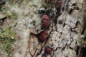 Attēlu rezultāti vaicājumam “Hypoxylon fuscum”