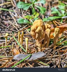 Attēlu rezultāti vaicājumam “Clavariadelphus ligula”