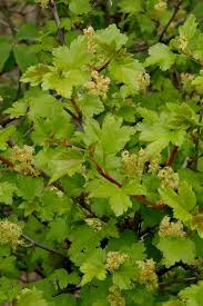 Attēlu rezultāti vaicājumam “Ribes alpinum”