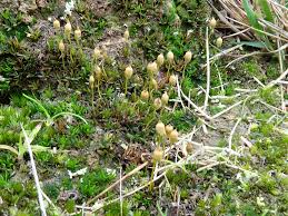 Attēlu rezultāti vaicājumam “Pogonatum nanum”