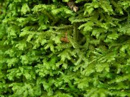 Attēlu rezultāti vaicājumam “Porella cordaeana”