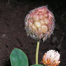 Attēlu rezultāti vaicājumam “Trifolium fragiferum fruit”
