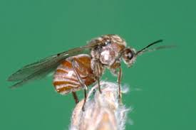 Attēlu rezultāti vaicājumam “Andricus quercuscorticis”