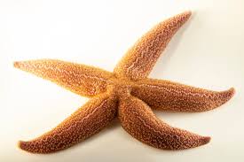 Image result for Asterias rubens