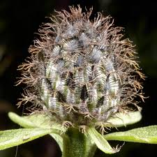 Attēlu rezultāti vaicājumam “Centaurea phrygia bud”