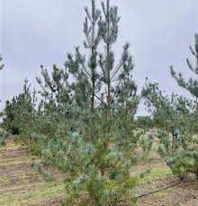 Attēlu rezultāti vaicājumam “Pinus sylvestris var. turfosa”