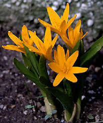 Attēlu rezultāti vaicājumam “Colchicum luteum flower”