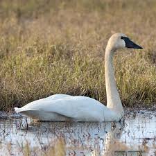 Image result for Cygnus cygnus