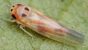 Attēlu rezultāti vaicājumam “Macrosteles sp. imago”