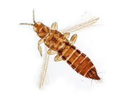 Attēlu rezultāti vaicājumam “Trachyspora intrusa”