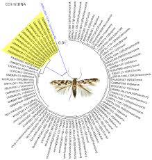 Attēlu rezultāti vaicājumam “Phyllonorycter apparella”