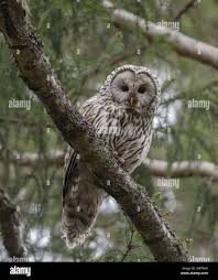 Attēlu rezultāti vaicājumam “Strix uralensis adult”