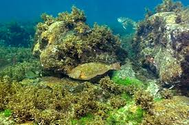 Image result for Sparisoma axillare