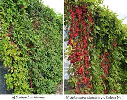 Attēlu rezultāti vaicājumam “Schisandra chinensis”