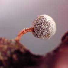 Attēlu rezultāti vaicājumam “Lycogala ustulatum sessile”