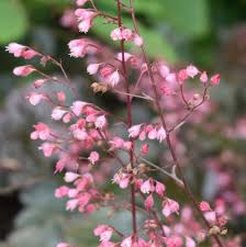 Image result for Heuchera `Palace Purple`