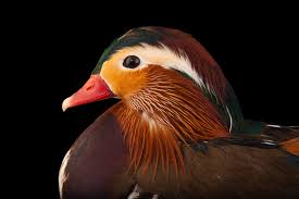 Attēlu rezultāti vaicājumam “Aix galericulata male”