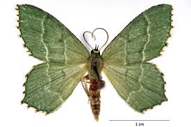 Attēlu rezultāti vaicājumam “Hemithea aestivaria”