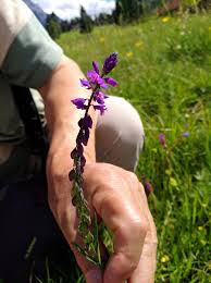 Attēlu rezultāti vaicājumam “Polygala comosa flower”