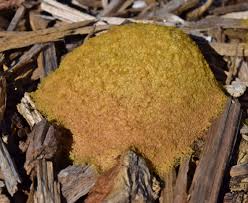 Image result for Fuligo septica