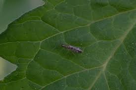 Attēlu rezultāti vaicājumam “Dicyphus sp.”