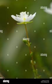 Attēlu rezultāti vaicājumam “Sagina nodosa flower”