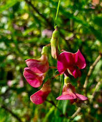Attēlu rezultāti vaicājumam “Lathyrus sylvestris fruit”