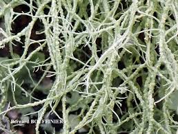 Attēlu rezultāti vaicājumam “Usnea subfloridana”