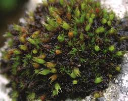 Attēlu rezultāti vaicājumam “Schistidium dupretii”