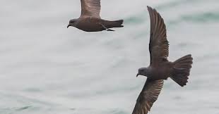 Image result for Oceanodroma monorhis