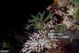 Attēlu rezultāti vaicājumam “Dictydiaethaliaceae”