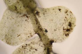 Attēlu rezultāti vaicājumam “Jamesoniella autumnalis”