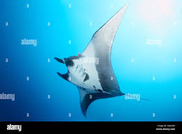 Image result for Mobula birostris