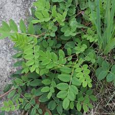 Attēlu rezultāti vaicājumam “Astragalus glycyphyllos”