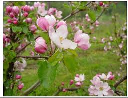 Attēlu rezultāti vaicājumam “Malus domestica flower”