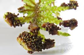 Attēlu rezultāti vaicājumam “Physarum pseudoalexandrowiczii sessile”