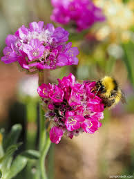 Attēlu rezultāti vaicājumam “Anthyllis maritima”