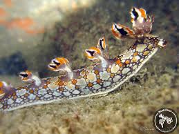 ผลการค้นหารูปภาพสำหรับ Bornella Anguilla