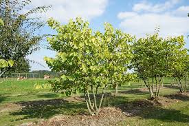 Attēlu rezultāti vaicājumam “Cercis siliquastrum”