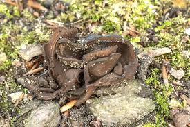 Attēlu rezultāti vaicājumam “Otidea bufonia”